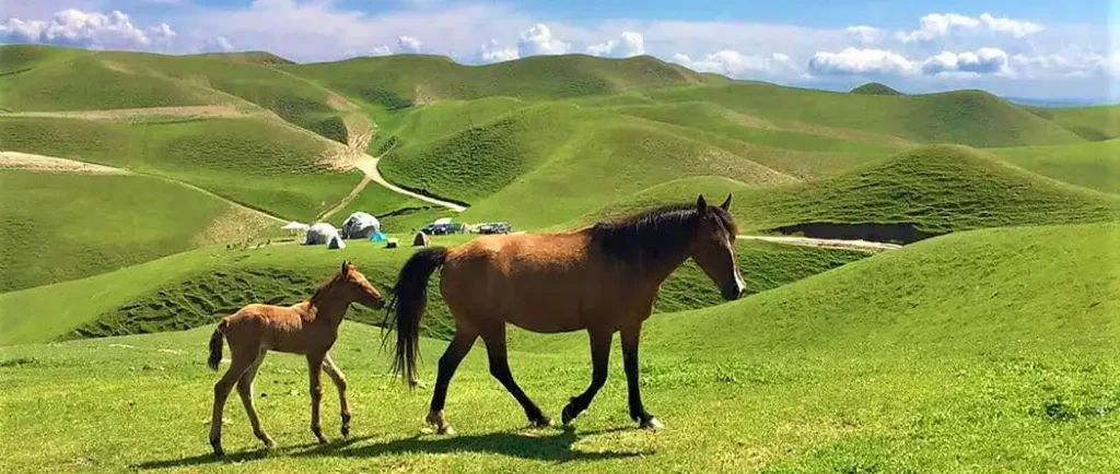 ترکمن‌صحرا کجاست؟ + راهنمای سفر و جاذبه‌های گردشگری