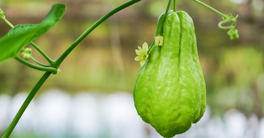  عکس تمام میوه های جهان