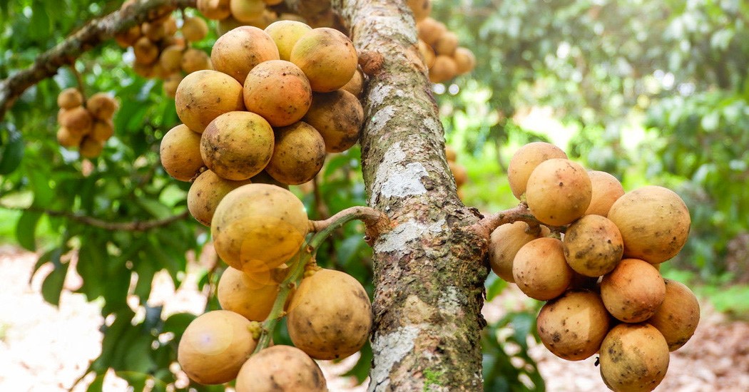  عکس تمام میوه های جهان