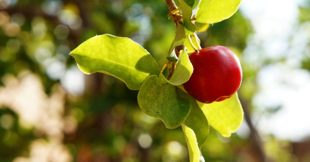  عکس تمام میوه های جهان