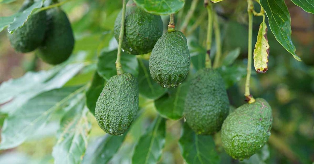  عکس تمام میوه های جهان