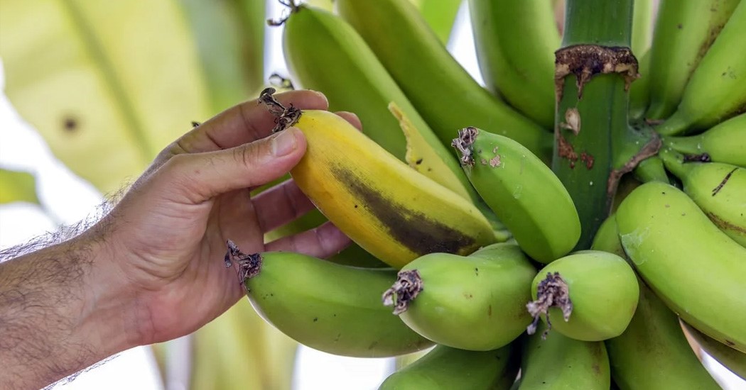  عکس تمام میوه های جهان