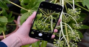Close-up of a smartphone taking detailed photos of green plants in a garden setting.