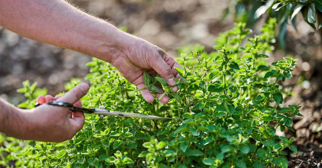 گیاهان دارویی مفید برای تقویت سیستم ایمنی بدن