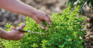 گیاهان دارویی مفید برای تقویت سیستم ایمنی بدن