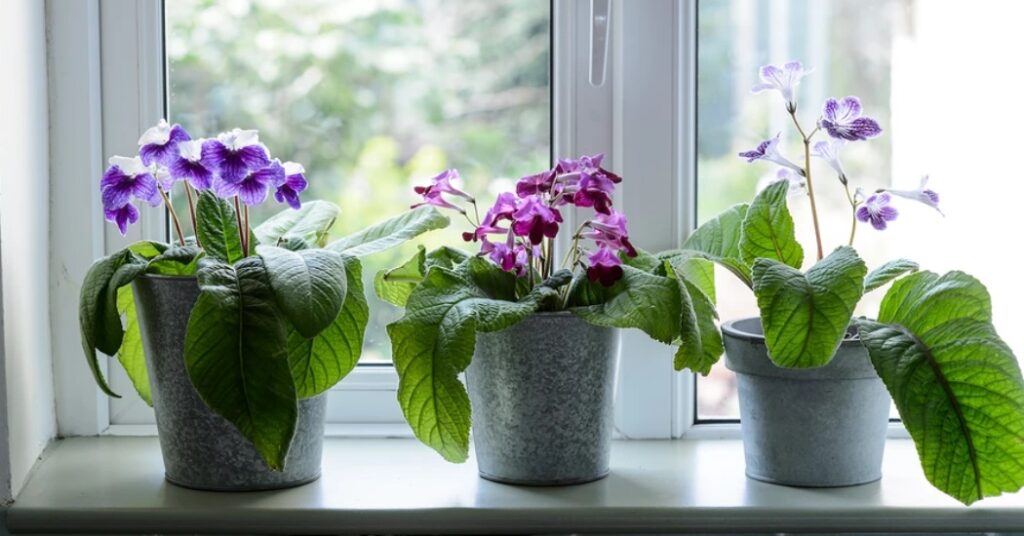 معرفی انواع گل های آپارتمانی