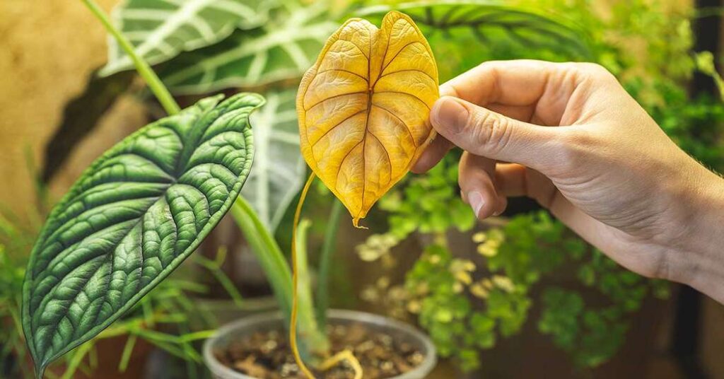 علت زرد شدن برگ گل‌های آپارتمانی و روش درمان سریع آن